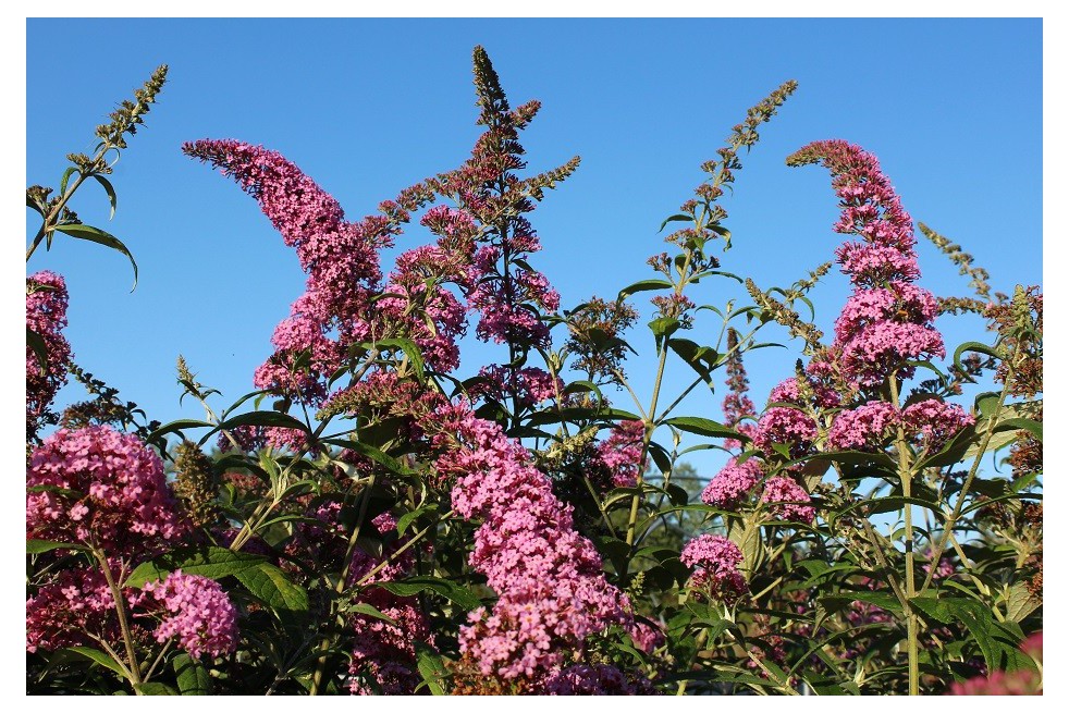 Vlinderstruik, roze
