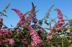 Butterfly-bush, pink