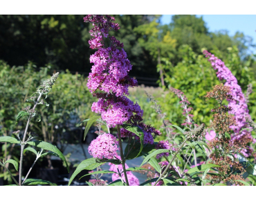 Butterfly-bush, pink