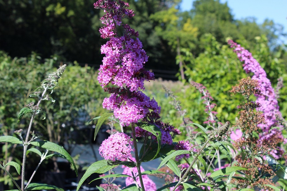 Butterfly-bush, pink