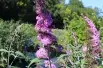 Arbre aux papillons, rose
