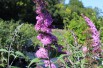 Butterfly-bush, pink