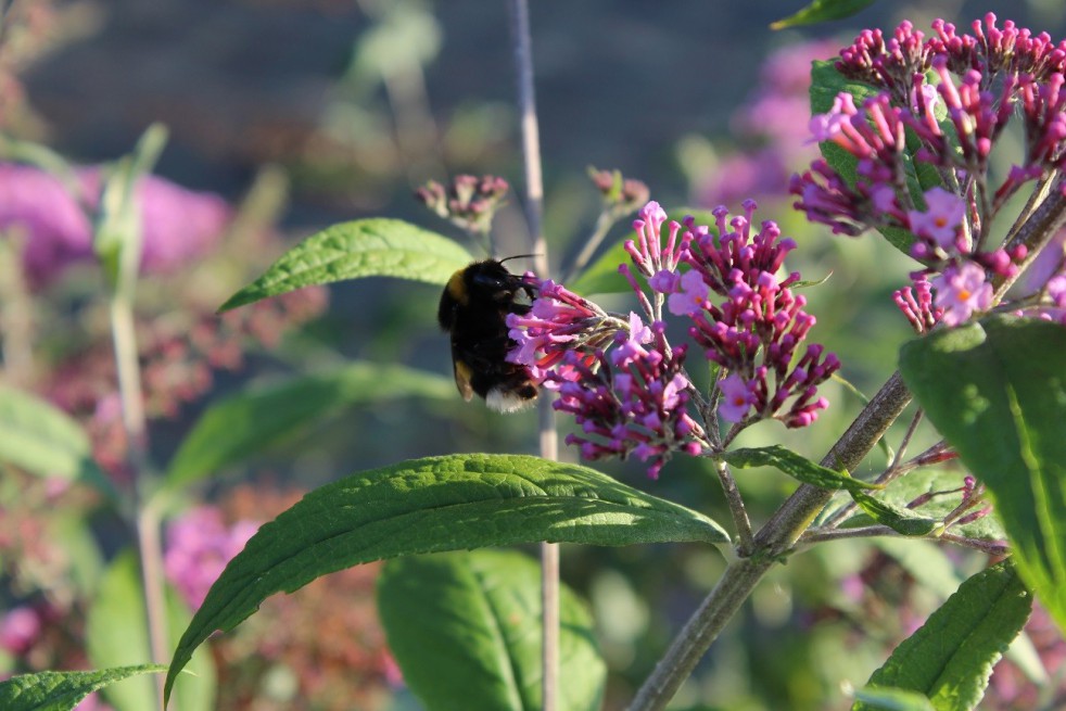 Butterfly-bush, pink
