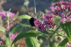 Butterfly-bush, pink