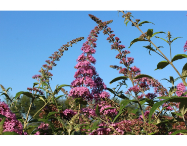 Butterfly-bush, pink