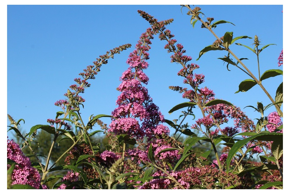 Arbre aux papillons, rose
