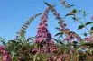 Arbre aux papillons, rose