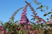 Butterfly-bush, pink