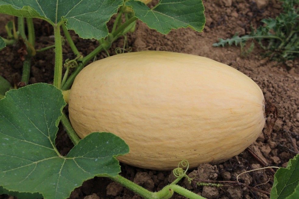Potiron Pink Banana Jumbo