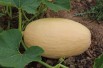 Potiron Pink Banana Jumbo