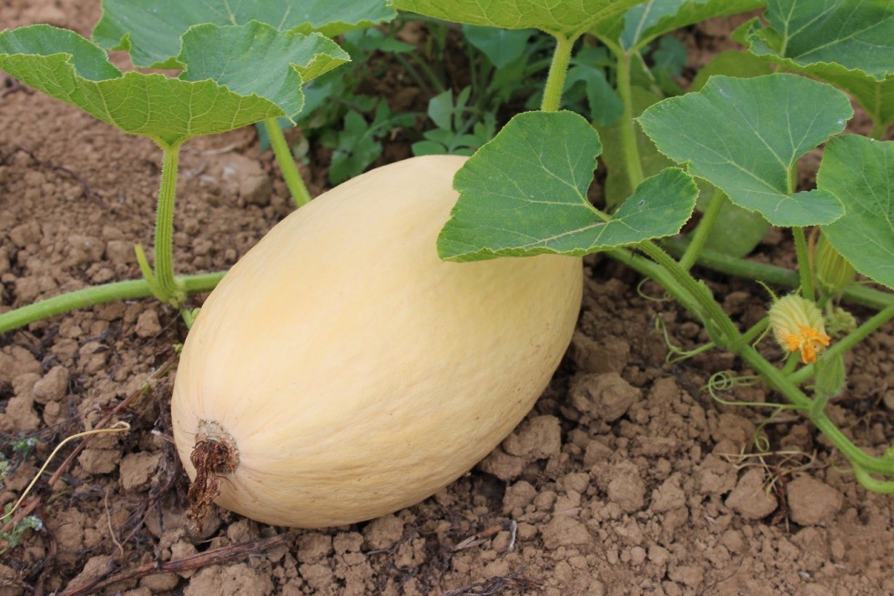 Pink Banana Jumbo Pumpkin