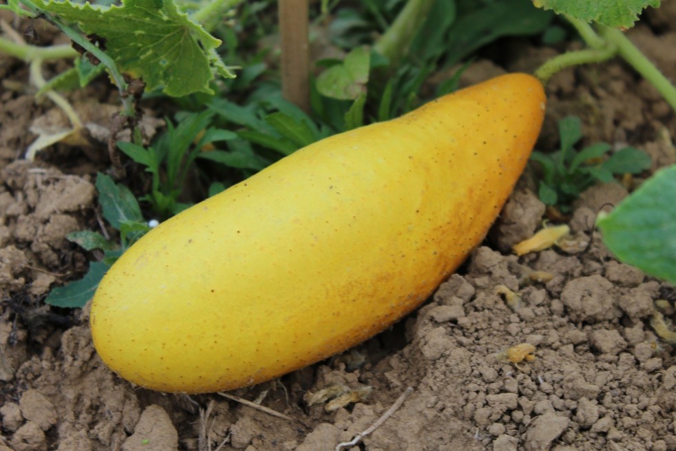 Yellow cucumber