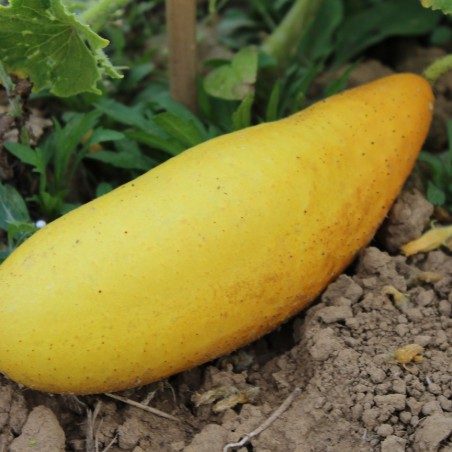 Yellow cucumber