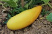 Yellow cucumber
