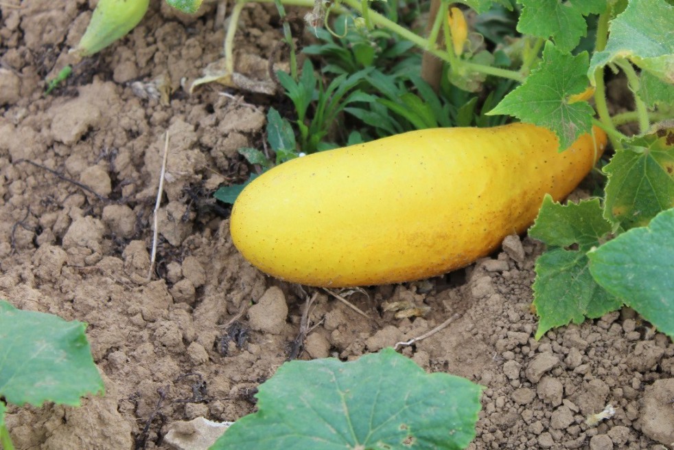 Yellow cucumber Yellow cucumber