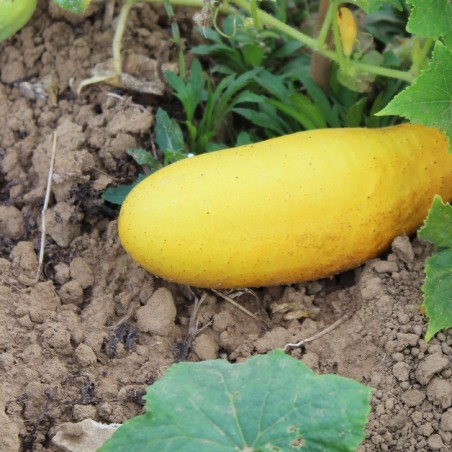 Yellow cucumber