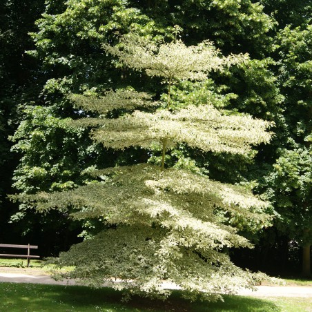 Cornouiller des pagodes panaché - Cornus controversa variégata