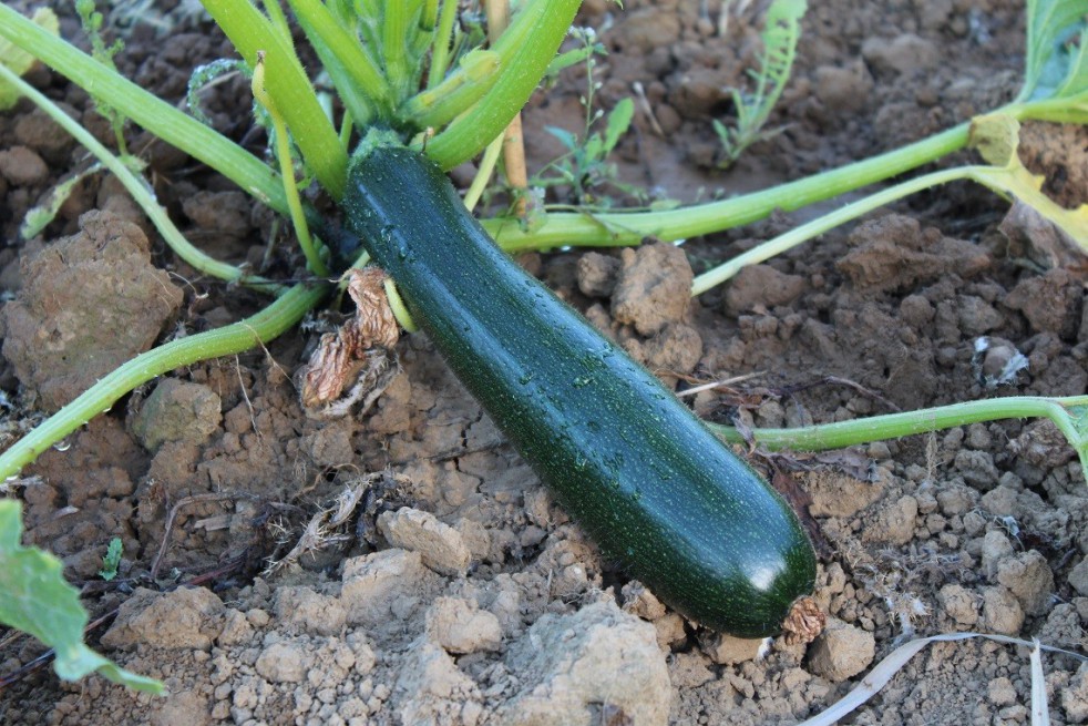 Black Beauty biologisch Courgette Black Beauty biologisch Courgette