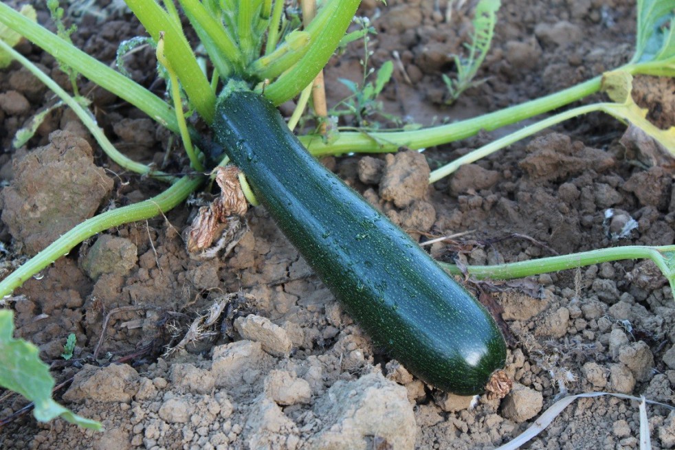 Black Beauty biological zucchini