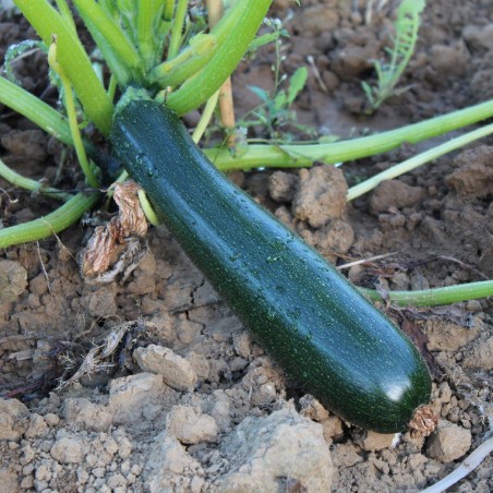 Courgette Black Beauty BIO