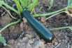 Black Beauty biological zucchini