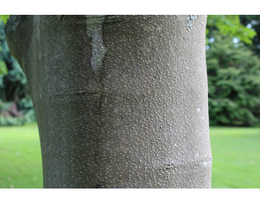 Honey Tree