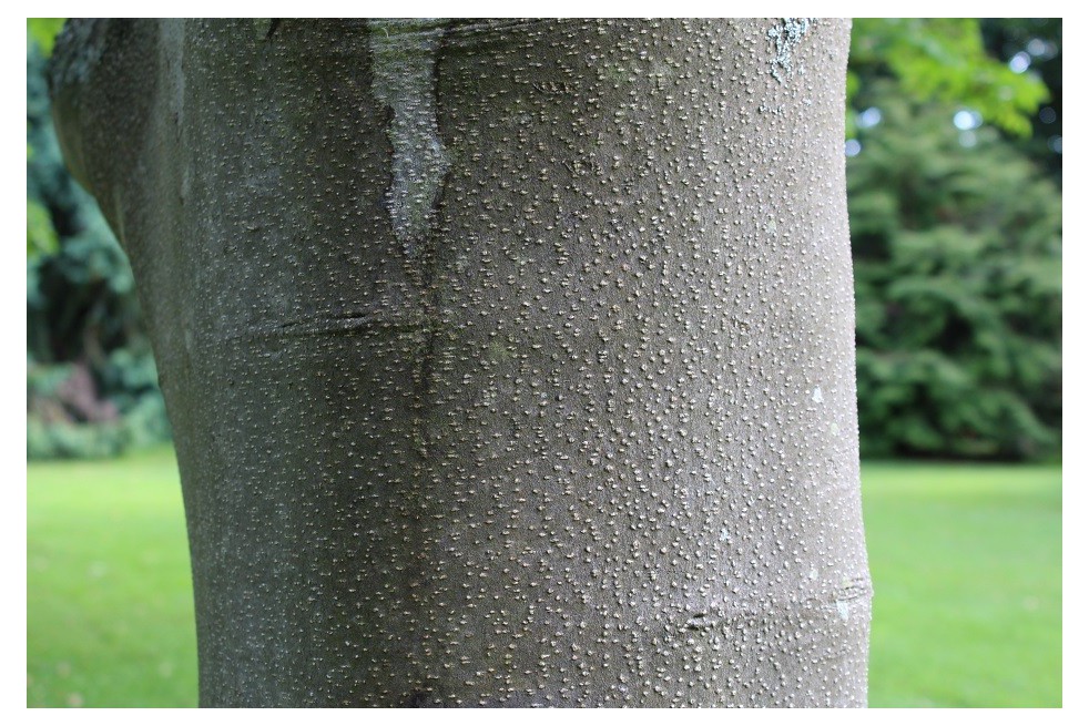 Honey Tree