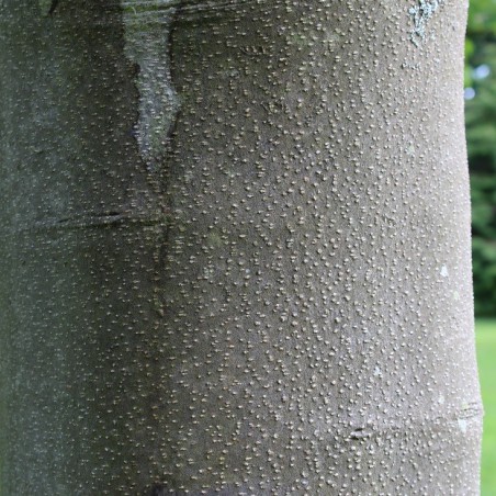 Arbre à miel