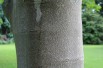 Honey Tree