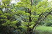 Érable du Japon doré