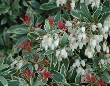 Variegated Japanese Andromeda