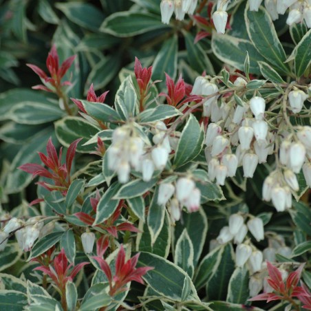 Variegated Japanese Andromeda