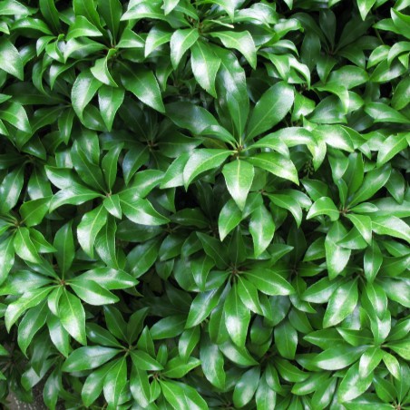 Japanese andromeda Débutante (license-httpscreativecommons.orglicensesby2.0legalcode)