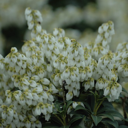Japanese andromeda Débutante