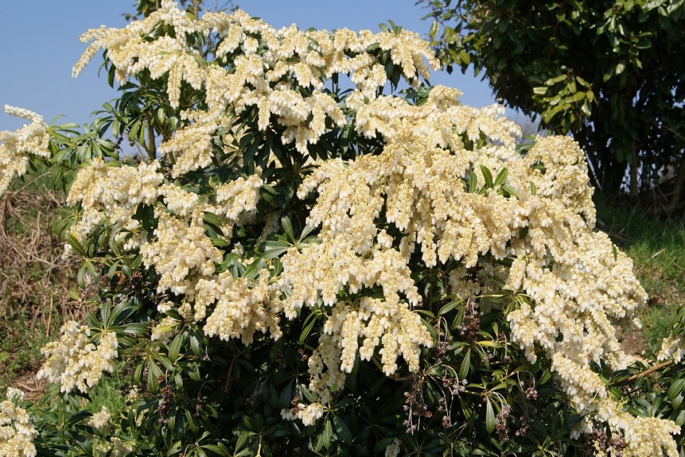 Japanese andromeda Débutante