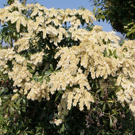 Japanese andromeda Débutante