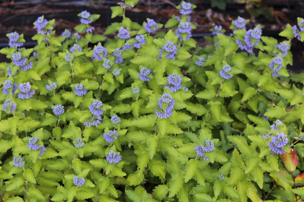 Barbe-bleue Hint of Gold