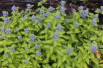 Barbe-bleue Hint of Gold