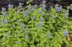 Barbe-bleue Hint of Gold