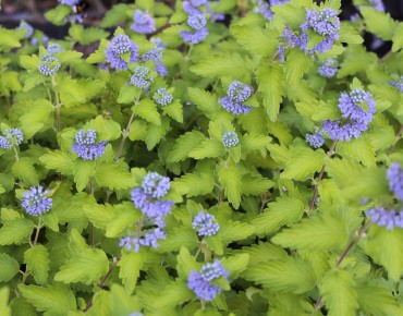 Barbe-bleue Hint of Gold