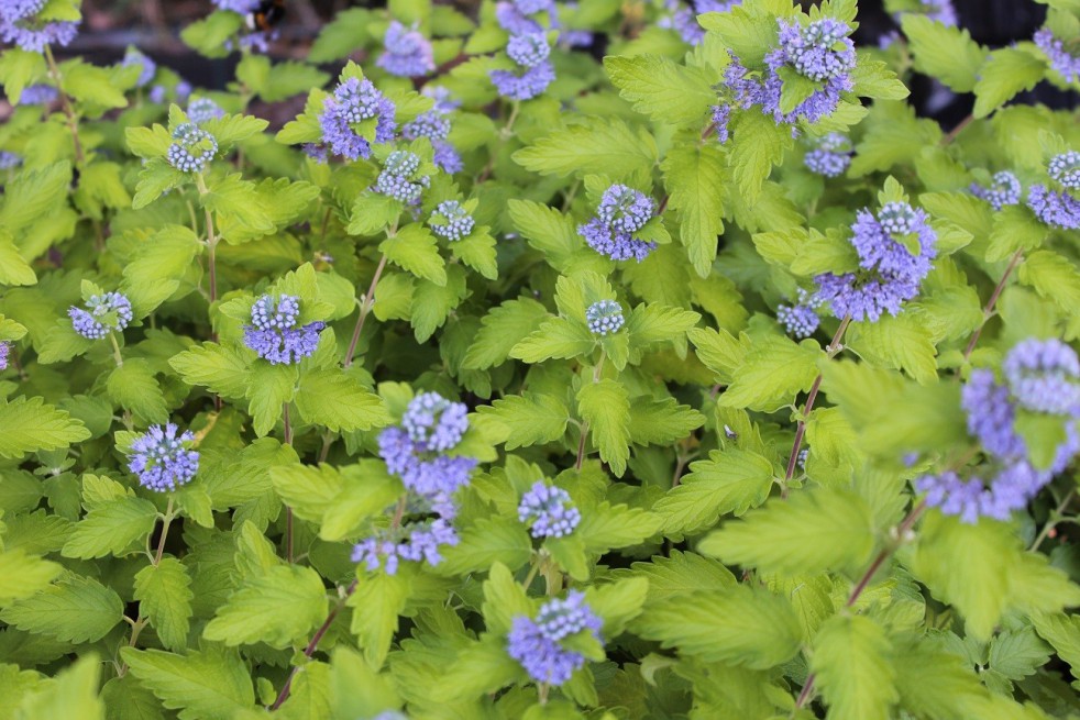 Barbe-bleue Hint of Gold