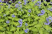 Barbe-bleue Hint of Gold