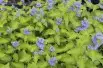 Barbe-bleue Hint of Gold