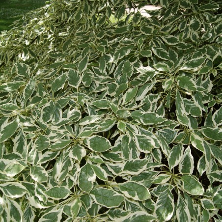 Weißbunte Pagoden-Hartriegel Variegata - Cornus controversa variégata