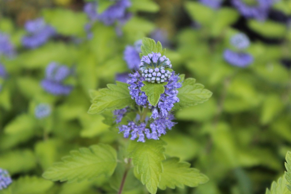 Barbe-bleue Hint of Gold