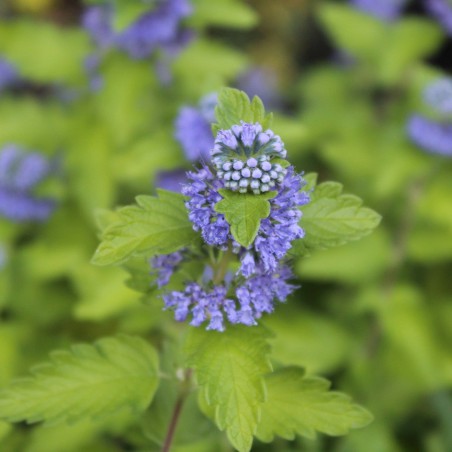 Bluebehard Hint of Gold