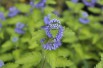 Barbe-bleue Hint of Gold