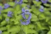Barbe-bleue Hint of Gold