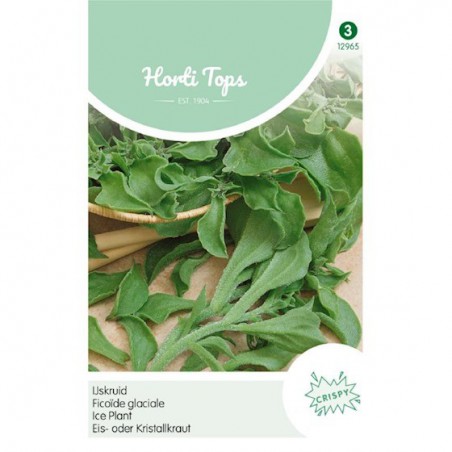 Seeds Ice plant - Mesembryanthemum crystallinum