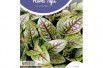 Sorrel Red-Veined Sorrel Red-Veined